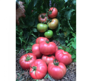 Томат Пинк Шайн