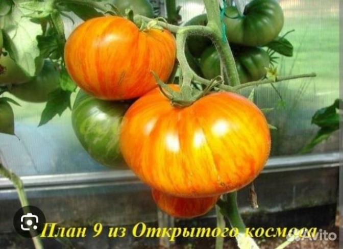 Томат План 9 из открытого космоса 2