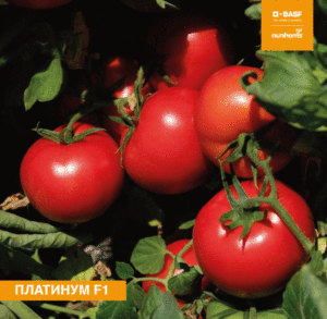 Томат Платинум