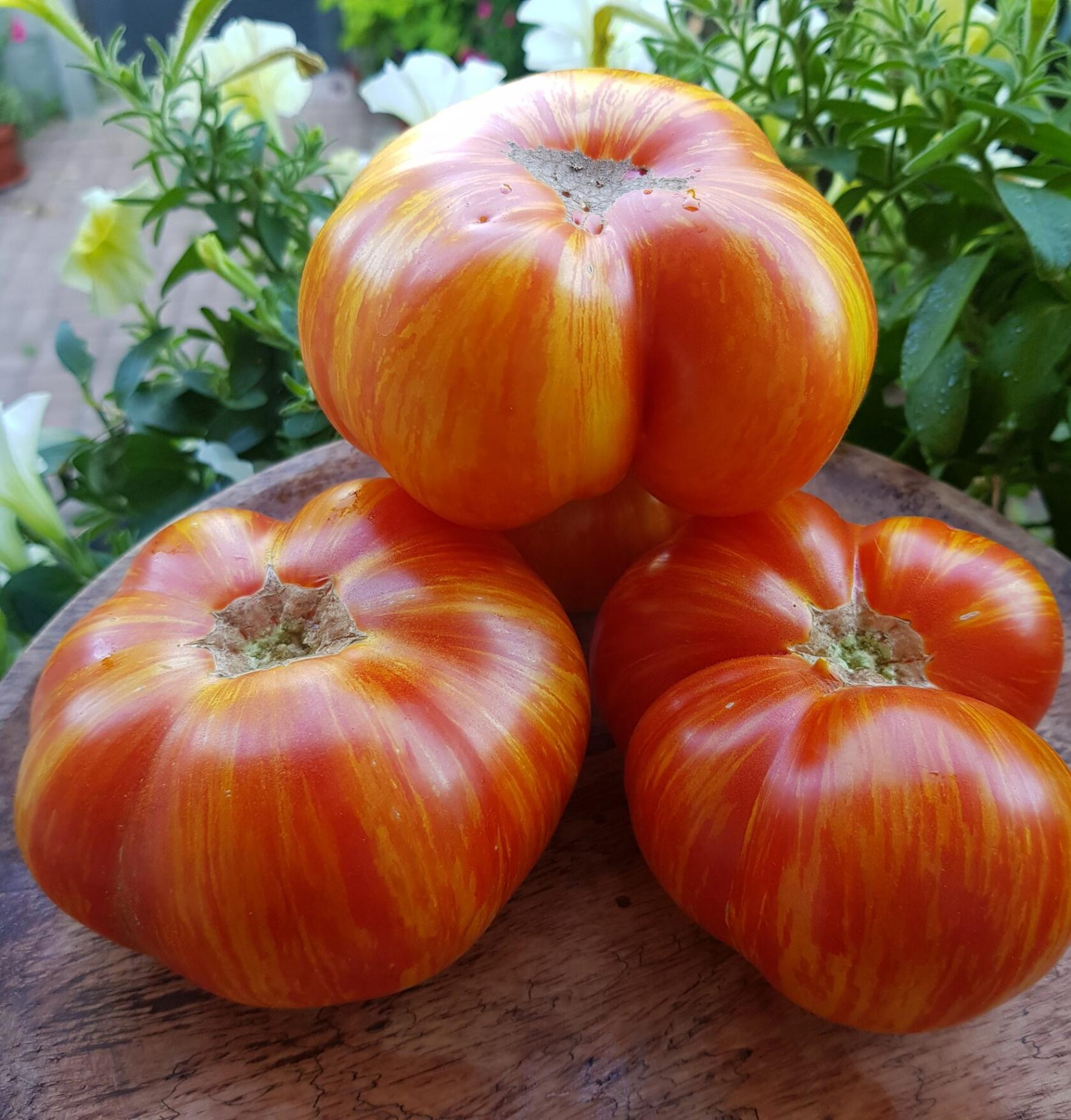 Томат Площадь Святого Иоанна Де Борегард 4