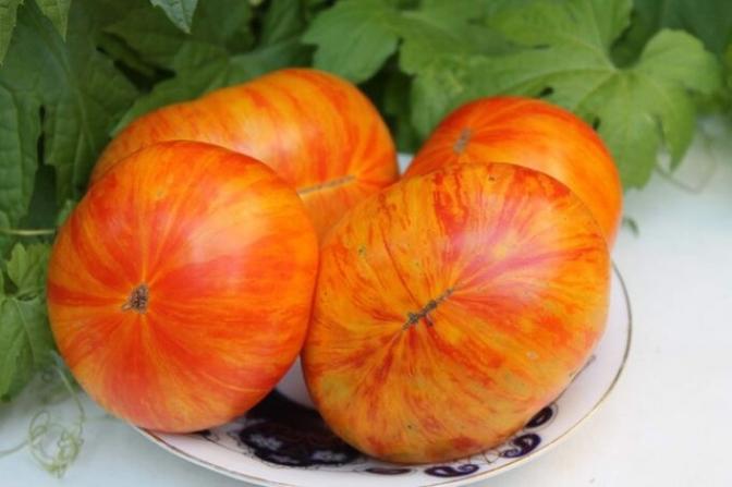 Томат Площадь Святого Иоанна Де Борегард