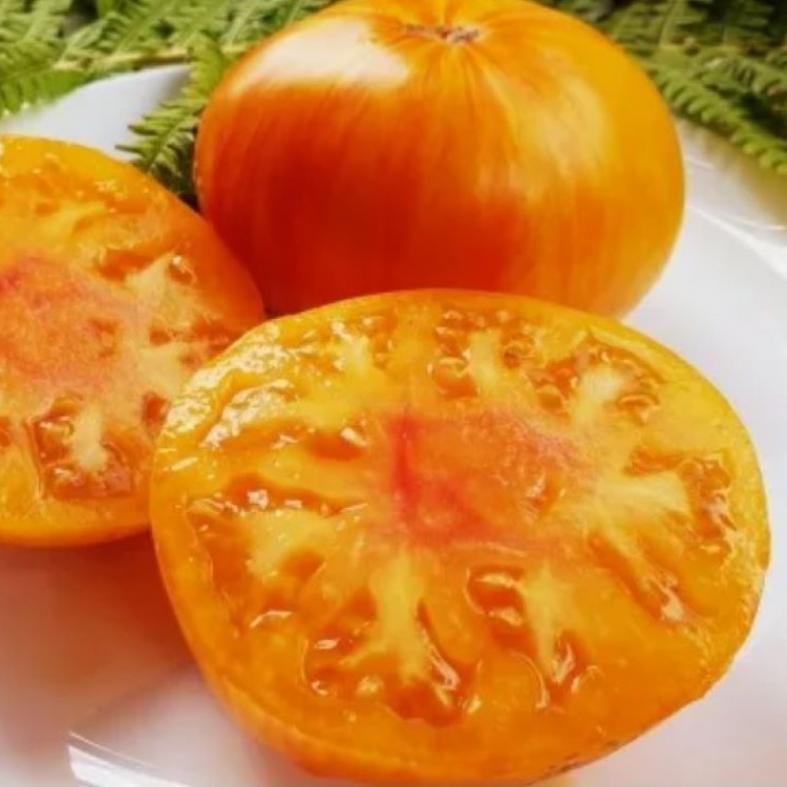 Томат Площадь Святого Иоанна Де Борегард 3