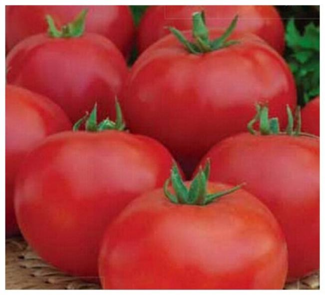Томат Подарок Кубани 3