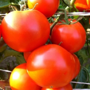 Томат Подарок Кубани