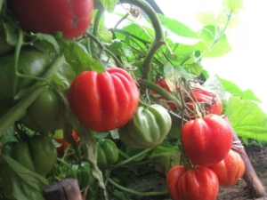 Томат Подарок моей жене