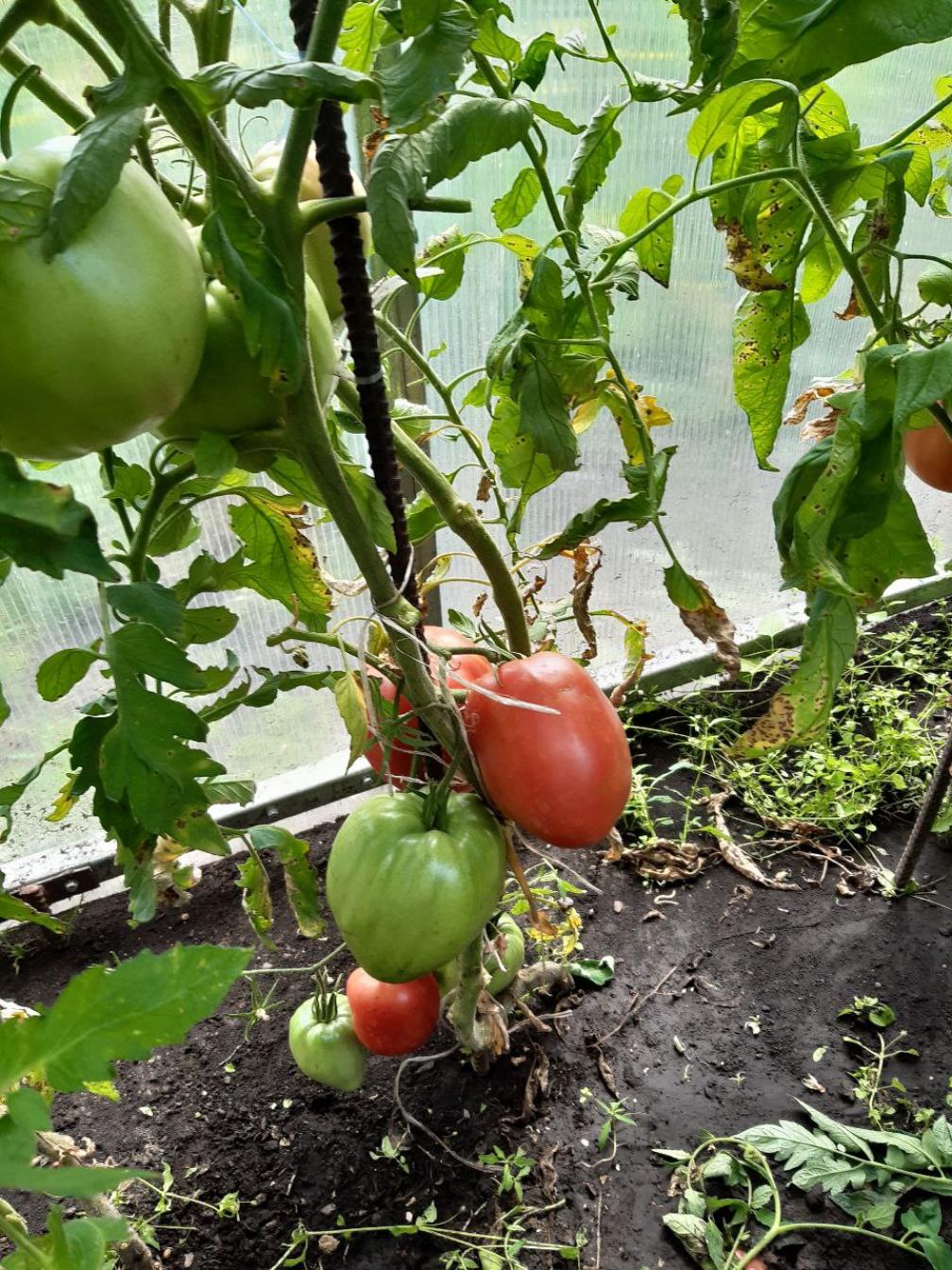 Томат Подсинеевский ранний 2