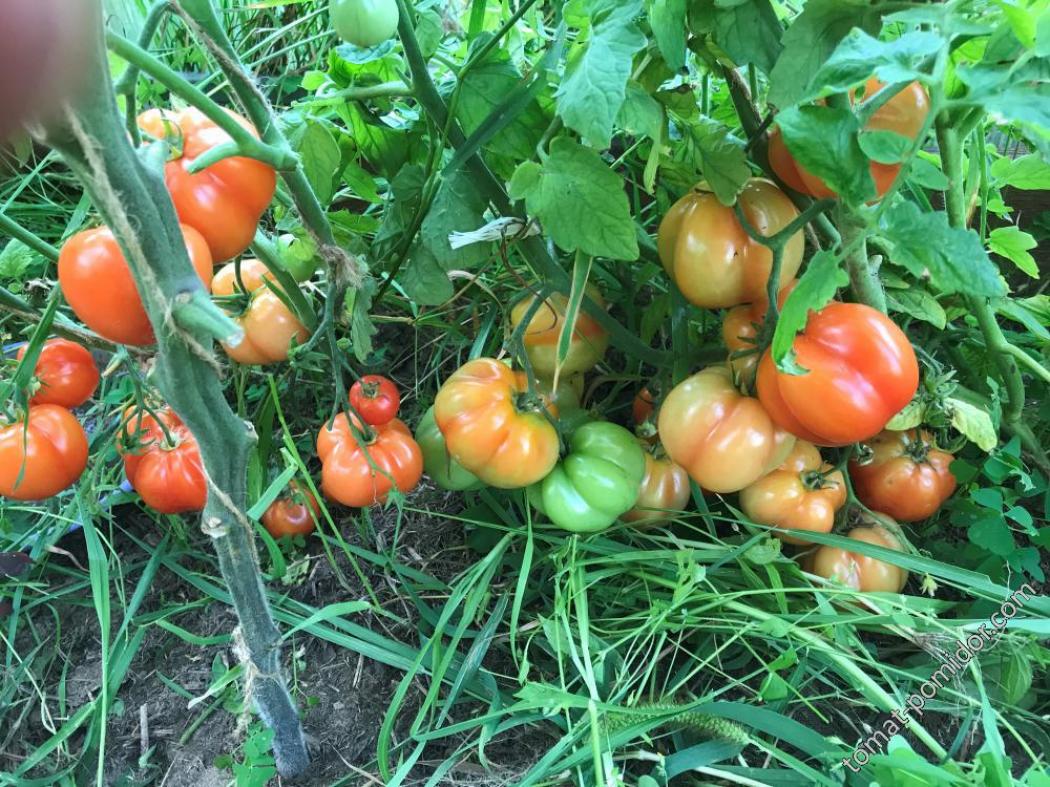 Томат Подсинеевский ранний 3