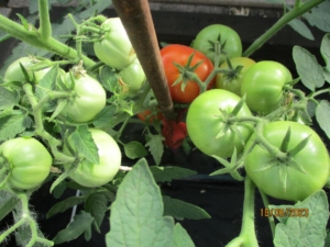 Томат Подсинеевский ранний