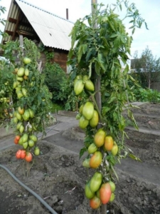 Томат Подсинское чудо