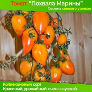 Томат Похвала Марины (Гордость Марины)