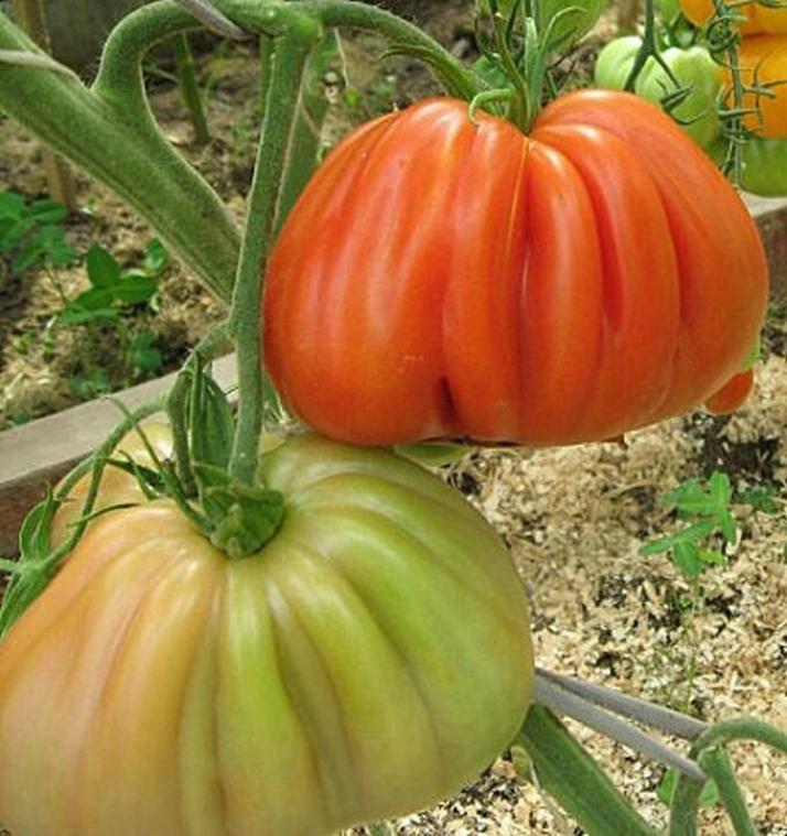 Томат Полная кубышка 3