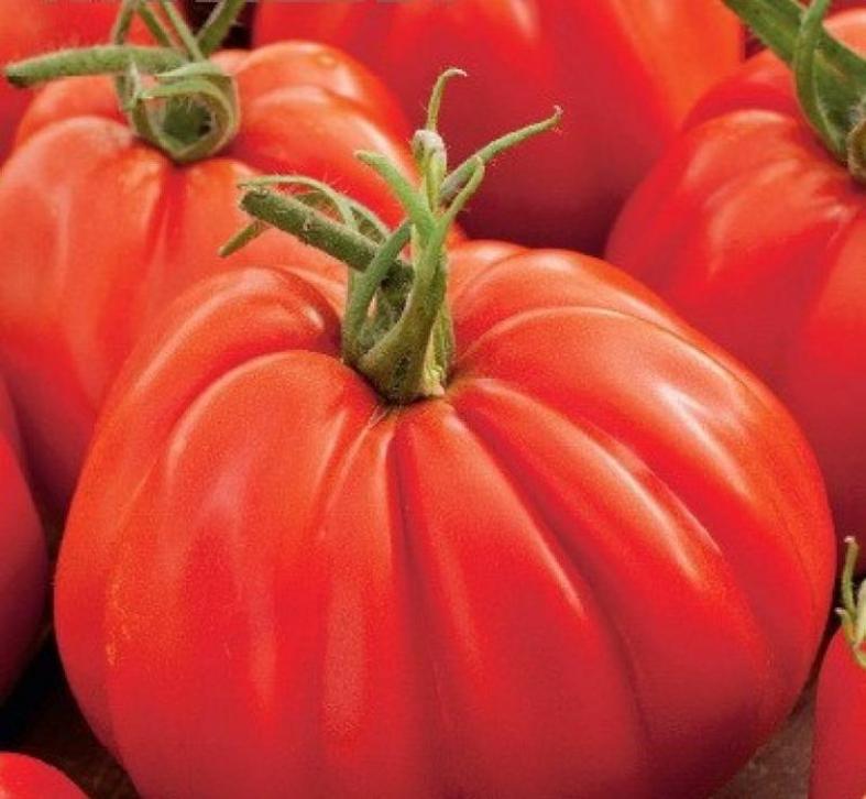 Томат Полная кубышка