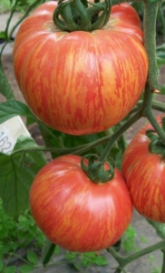 Томат Полосатые щечки