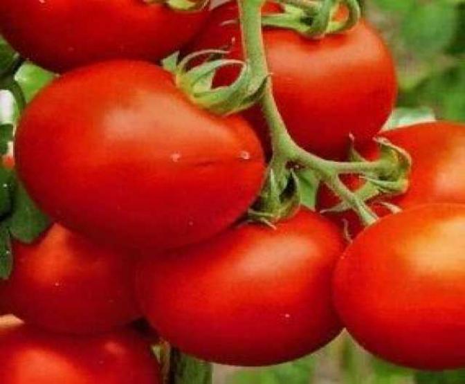 Томат Полярник 2