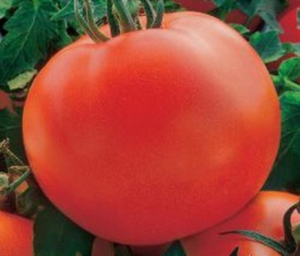Томат Полярник