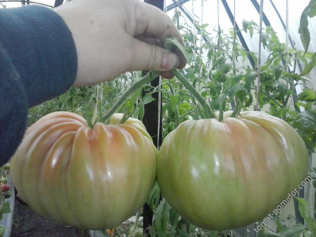 Томат Португальский монстр Майкла 3
