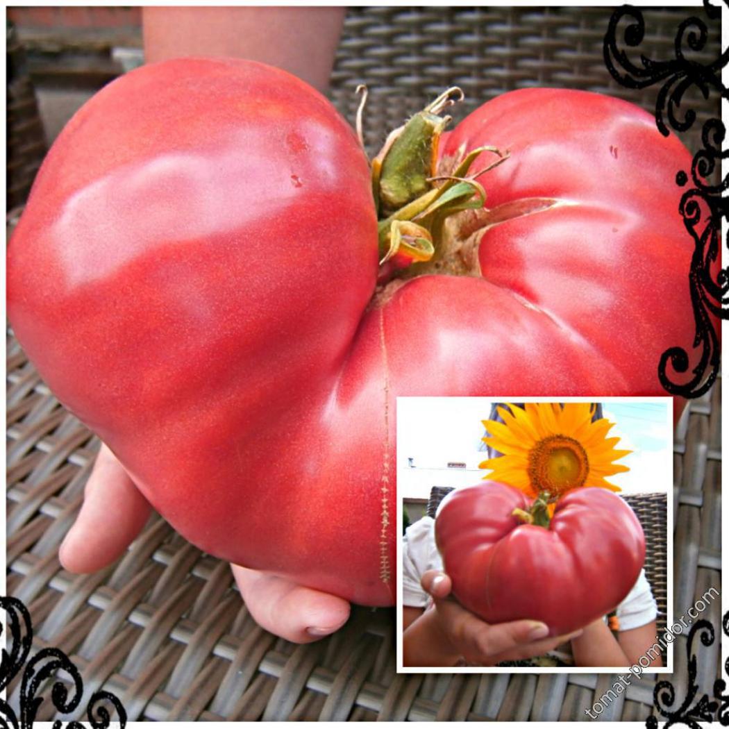 Томат Португальский монстр Майкла 4