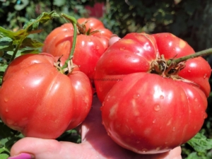 Томат Португальский монстр Майкла