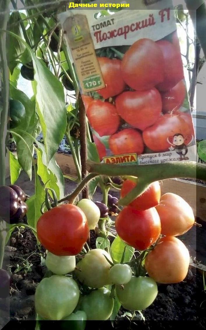 Томат Пожарский 2