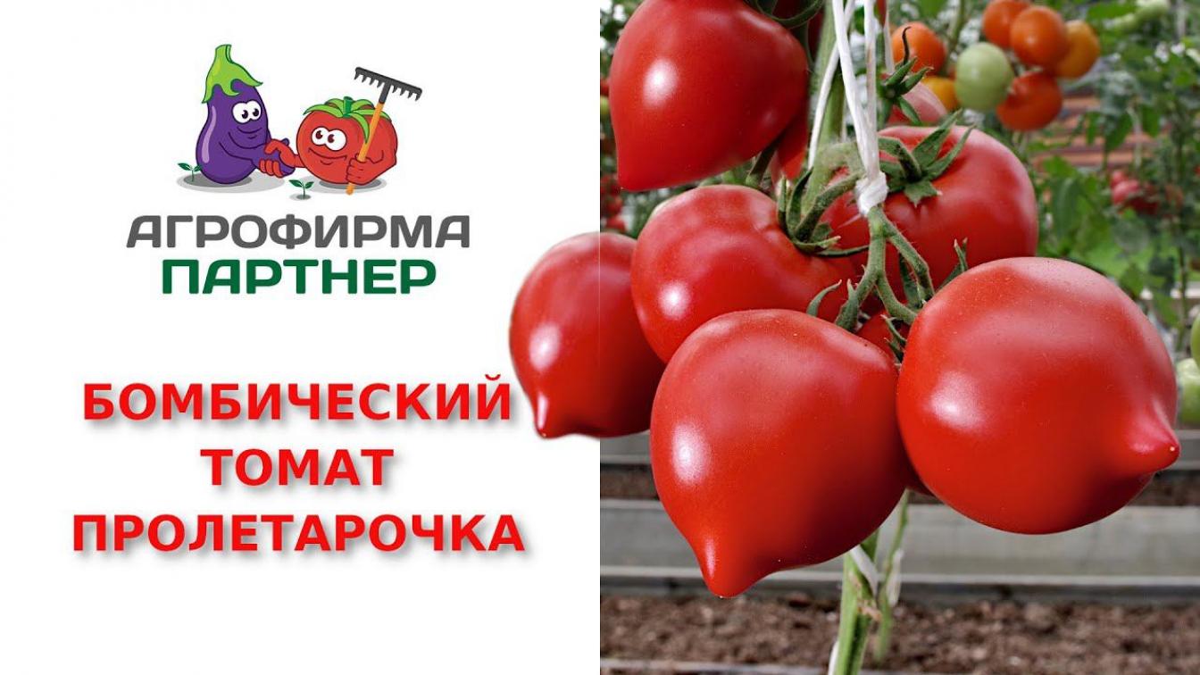 Томат Пролетарочка 3