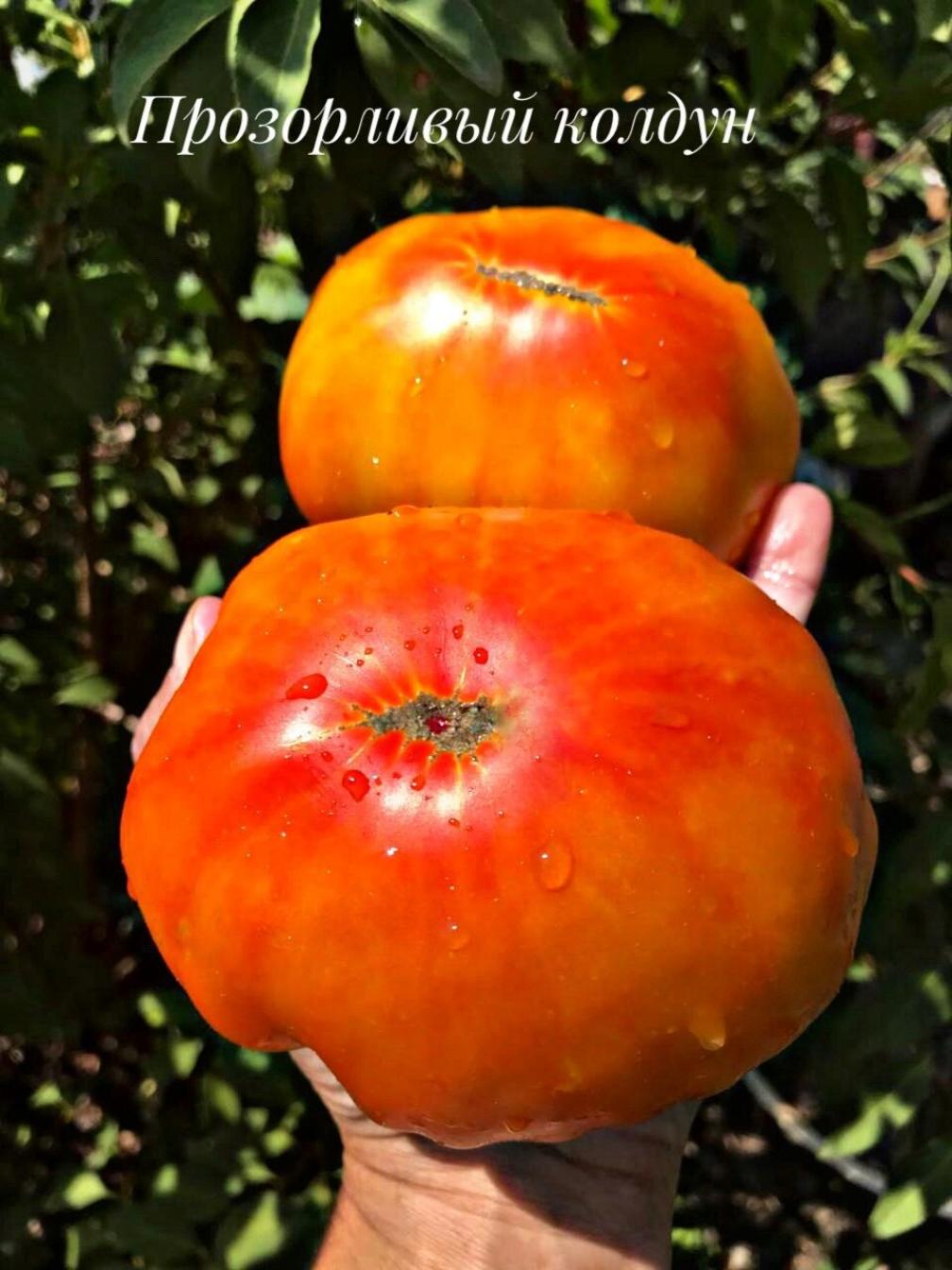 Томат Прозорливый Колдун 2