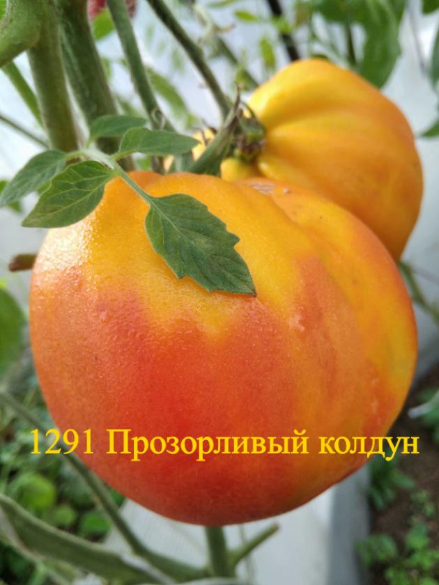 Томат Прозорливый Колдун 3