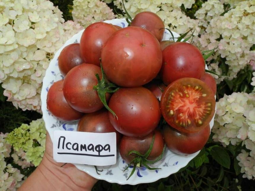 Томат Псамафа 2