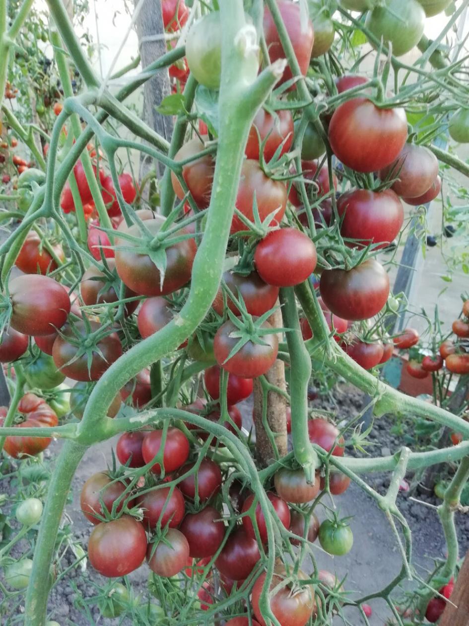 Томат Псамафа