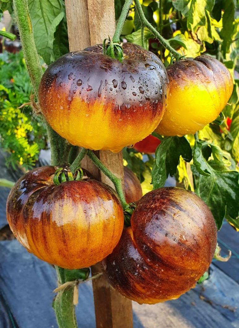 Томат Пурпурный восход 3