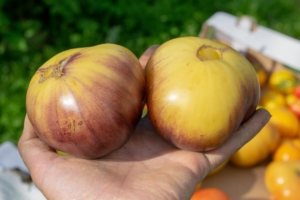 Томат Пурпурный восход