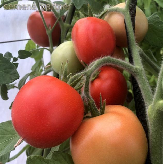 Томат Пушистик Розовый 3