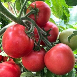 Томат Пушистик Розовый