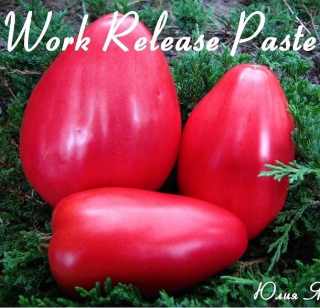 Томат Рабочий выпуск пасты 3