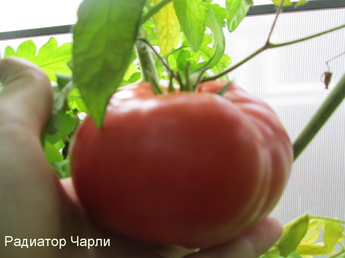 Томат Радиатор Чарли 2