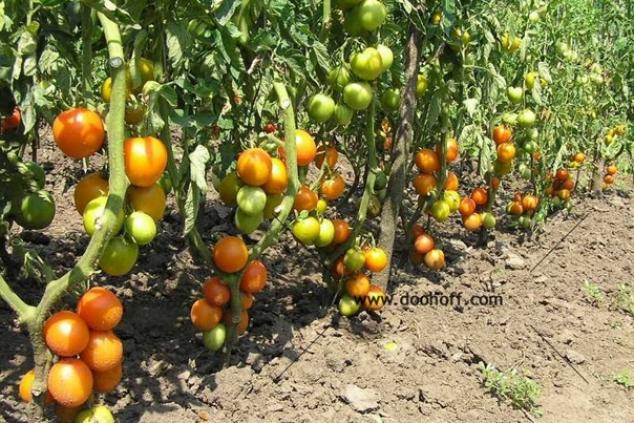 Томат Раиса 2