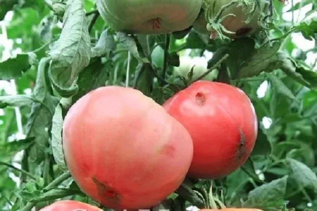 Томат Ранний гигант