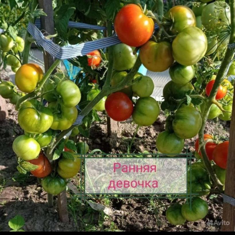 Томат Ранняя девочка 2