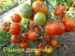 Вопрос про Томат Ранняя девочка