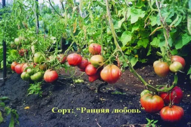 Томат Ранняя любовь 3