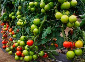 Томат Рапсодия НК