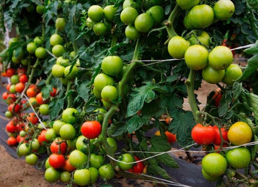 Томат Рапсодия НК