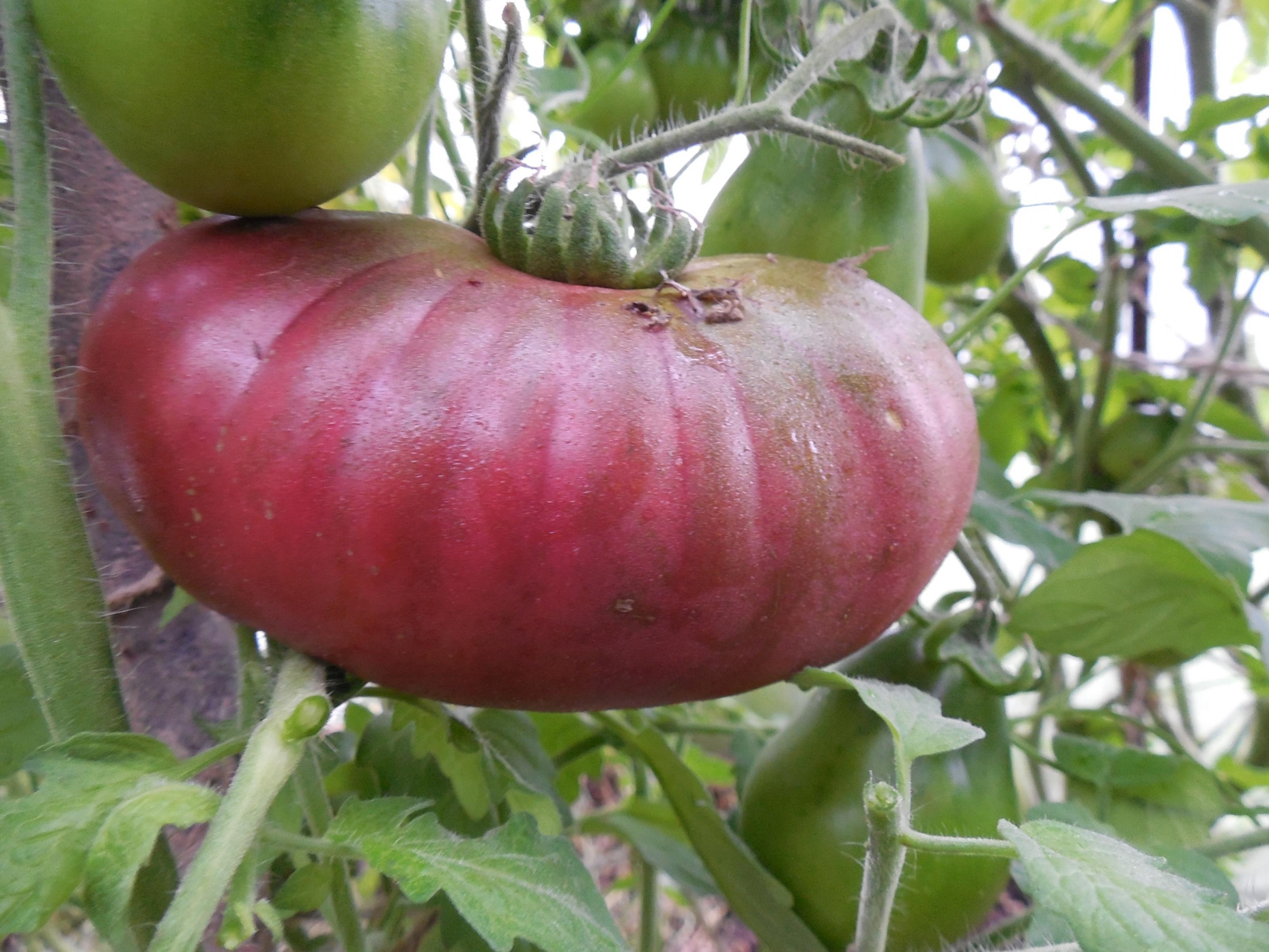 Томат Раритет 5