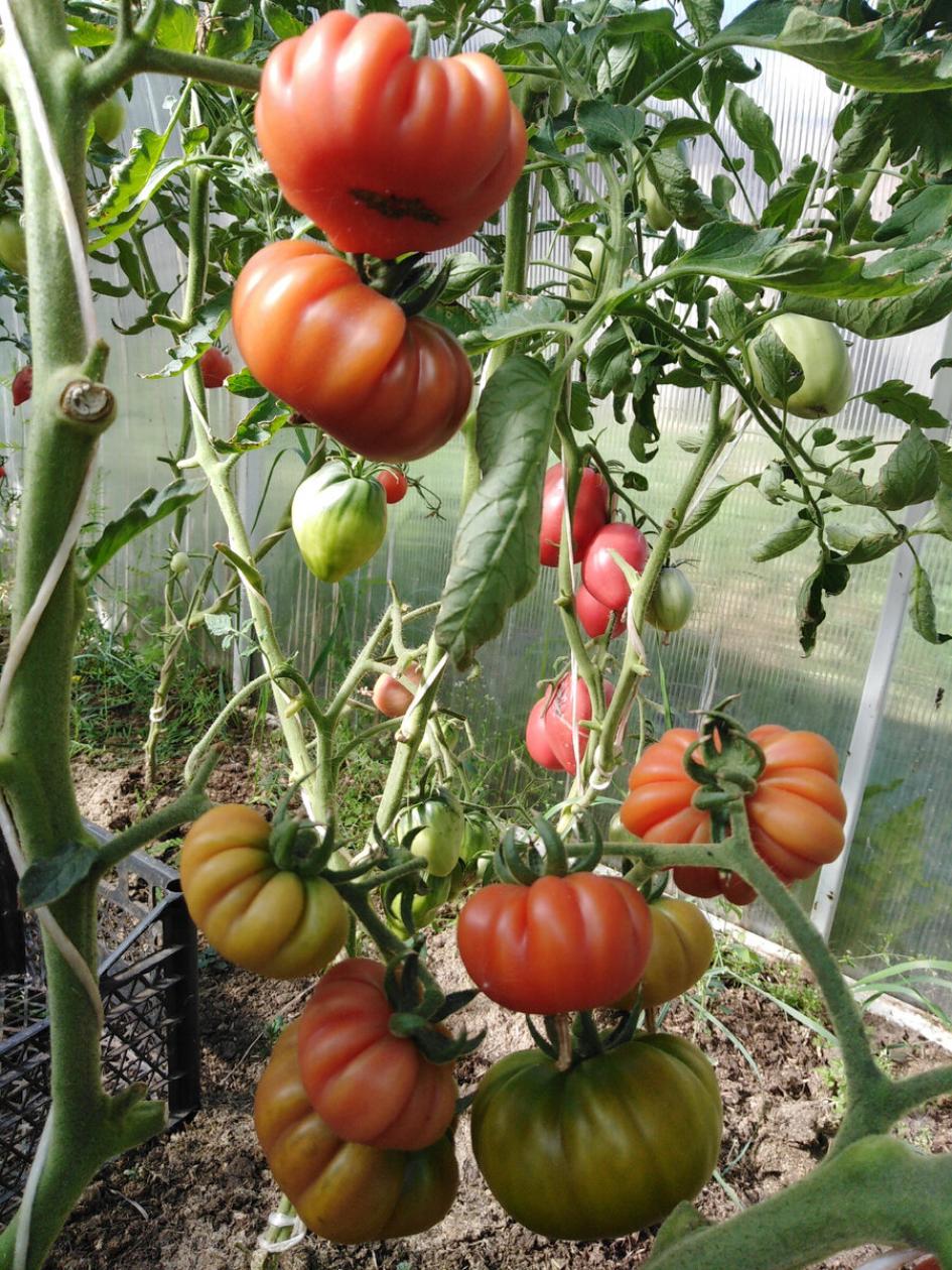 Томат Ребристый Эуганских Холмов 2