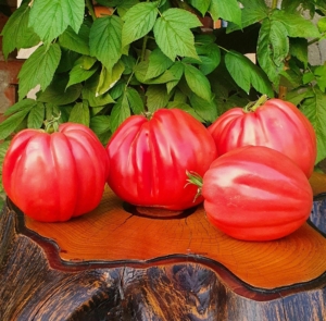 Томат Ребристый Эуганских Холмов