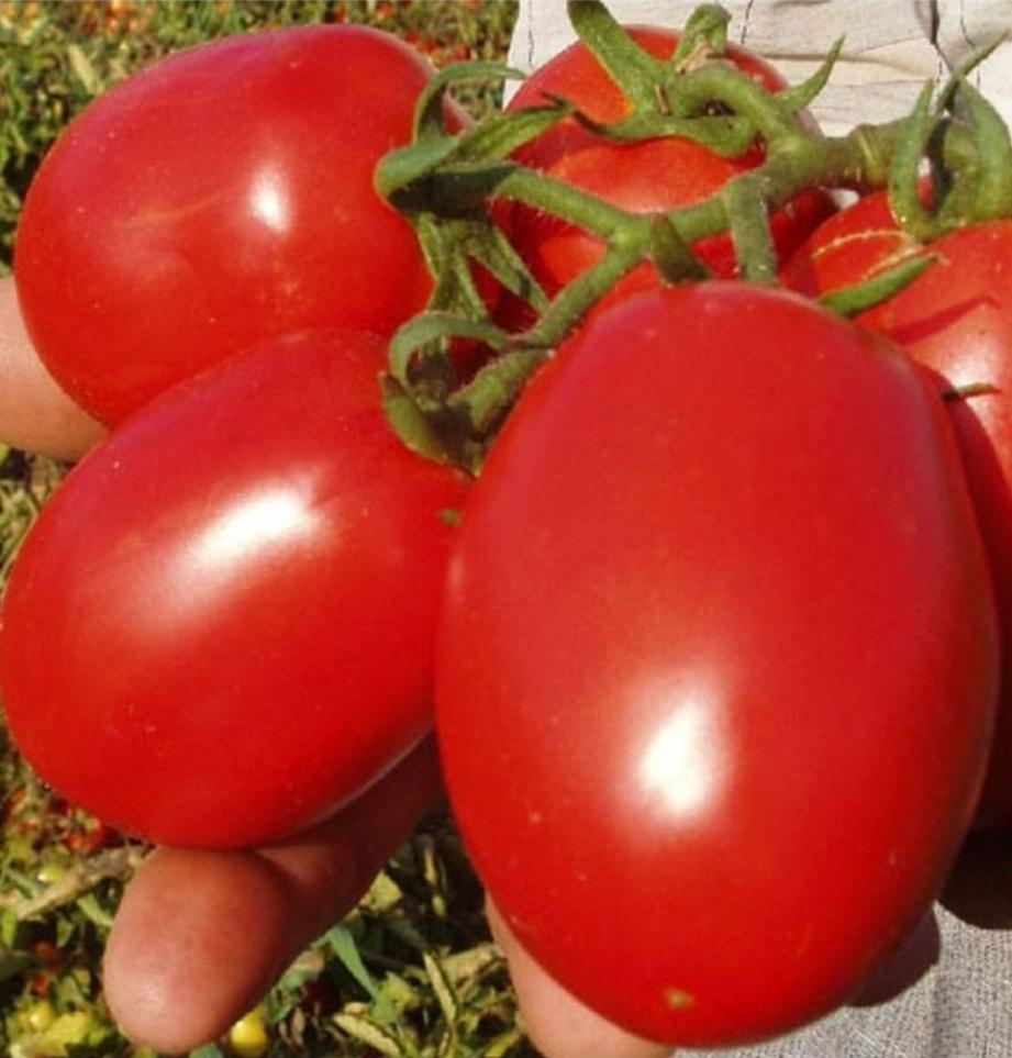 Томат Ред Скай 2