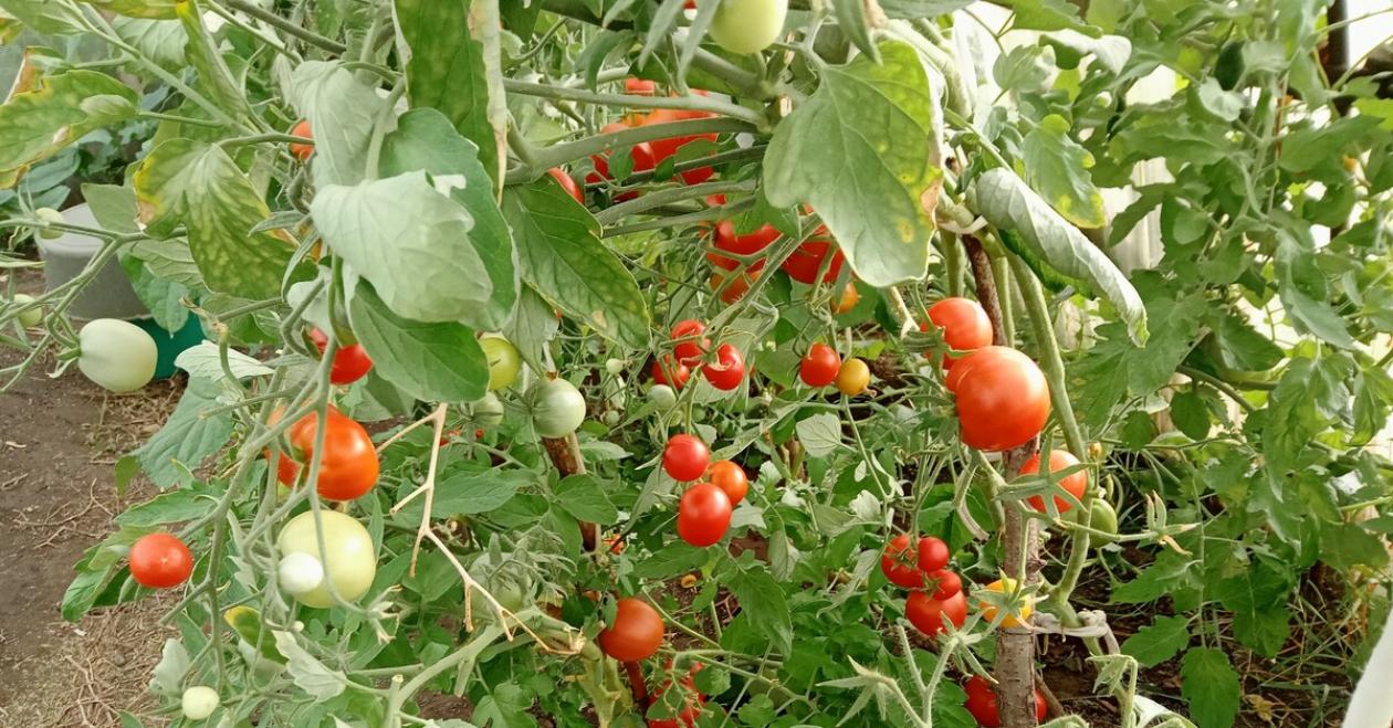 Томат Рекордсмен 2