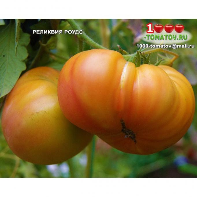 Томат Реликвия Роудс 2