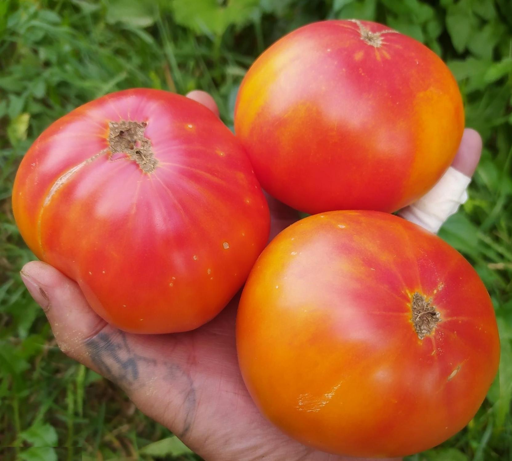 Томат Реликвия Роудс