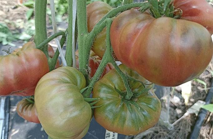 Томат Ренегат 3