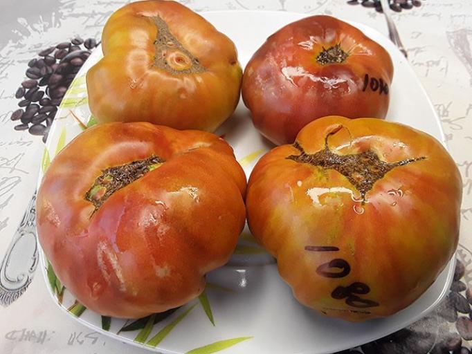 Томат Ренегат 5